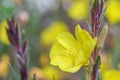 Common Evening Primrose Oenothera stricta with yellow flower Royalty Free Stock Photo